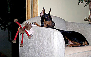 Our Late Doberman Maggie on a chair with her toy reindeer
