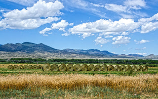 A Field in the San Luis Valley on a Sunny Day