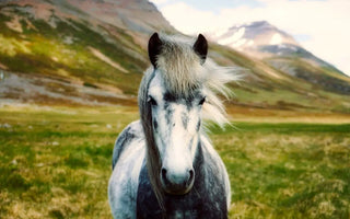 Can CBD for Horses Enhance Equine Health and Wellness?