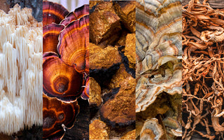 Lyons Mane, Reishi, Chaga, Turkey Tail and Cordyceps Mushrooms