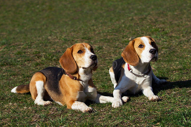 Two Beagles laying down on a lawn