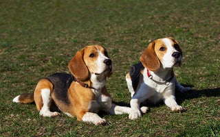 Two Beagles laying down on a lawn