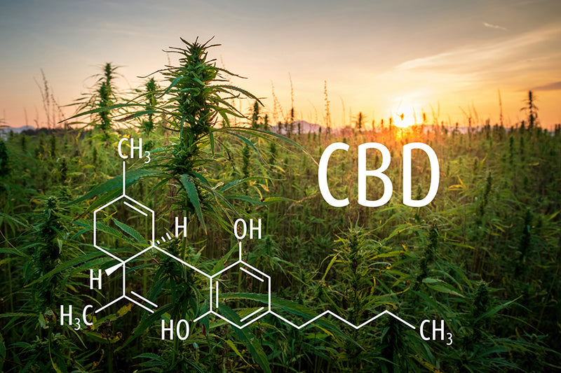 Cannabis Field at sunset with overlay of chemical makeup