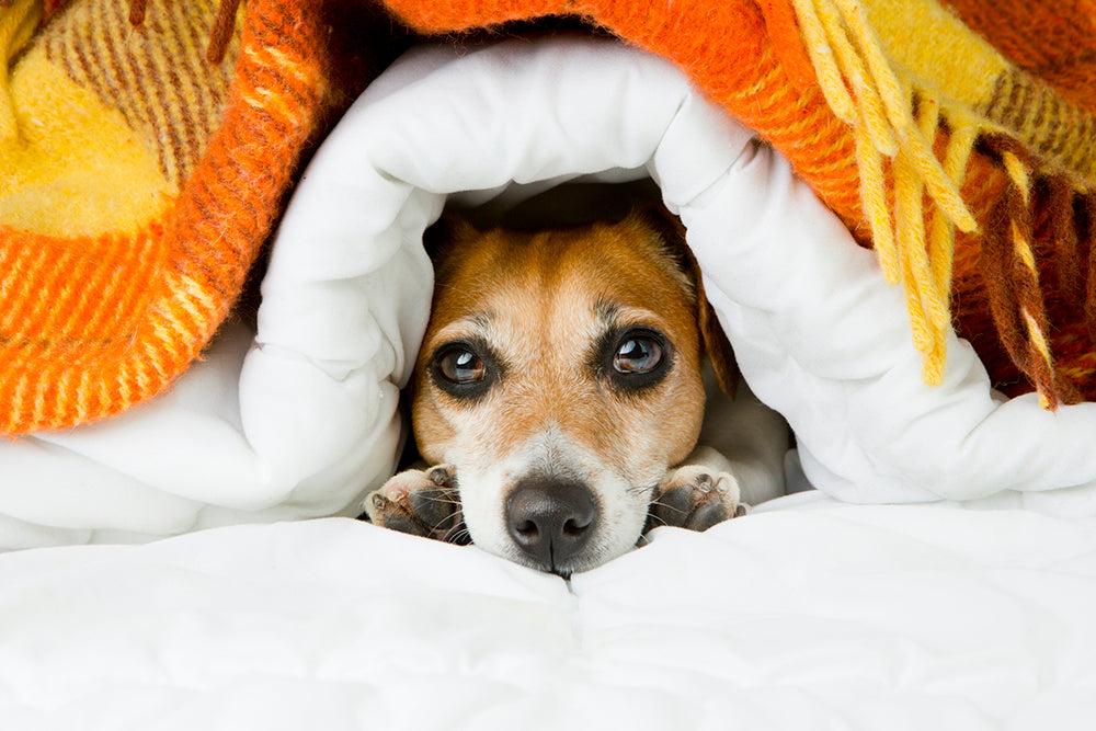 Dog Under the Covers