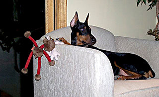 Our Late Doberman Maggie on a chair with her toy reindeer