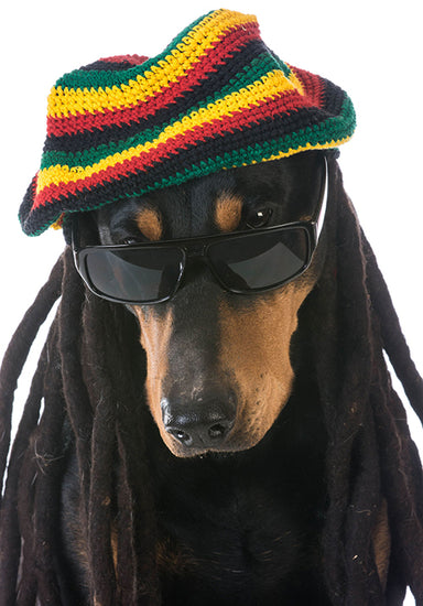 Just Because Your Dog Is Taking CBD... Doesn’t Mean He Is Going To Start Acting Like This!