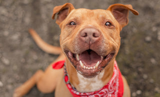 Smiling Shelter Dog