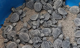 Sea Turtles from the Marriott hatchery waiting to be released