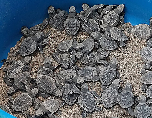 Sea Turtles from the Marriott hatchery waiting to be released