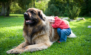Girl leaning on a Leonberger Dog