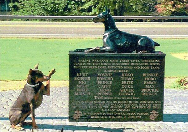 Doberman Soluting at a Doberman War Memorial