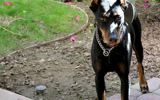 Our Doberman Mae Standing in the back yard