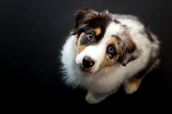 Cute Australian Shepard puppy looking up