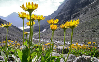 Arnica Flowers in the Mountains