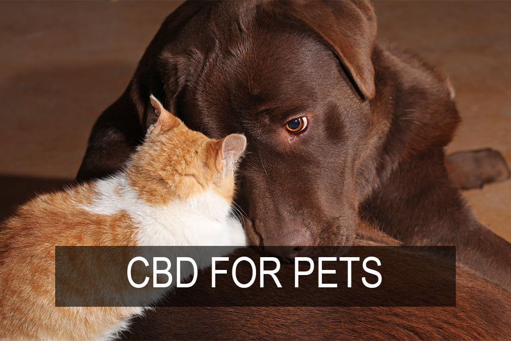 Imbue CBD for Pets