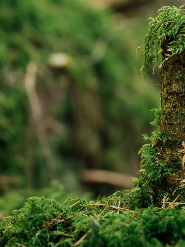 Functional Mushroom Capsules bottle on moss covered forest floor