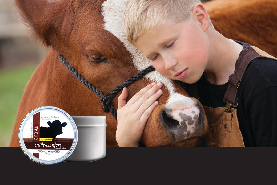 1600mg CBD cattle salve inset over a young boy hugging the face of his young calf