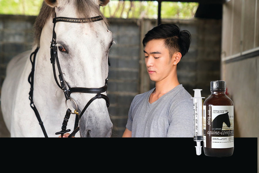 2000mg CBD Horse tincture inset over an Asian man feeding his horse at the stable