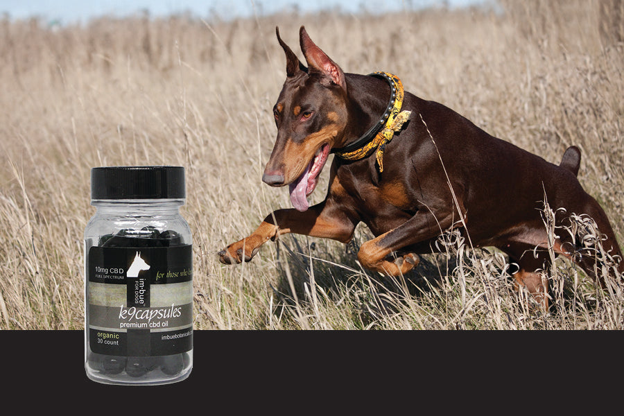 10mg CBD pet capsule bottle inset over a red Doberman running in a field