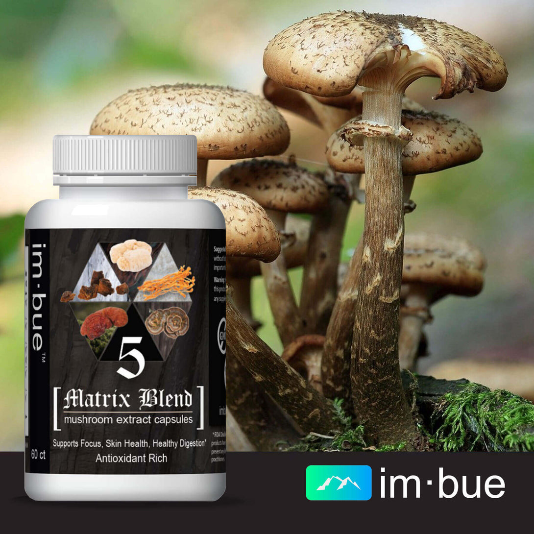 best mushroom extract capsules