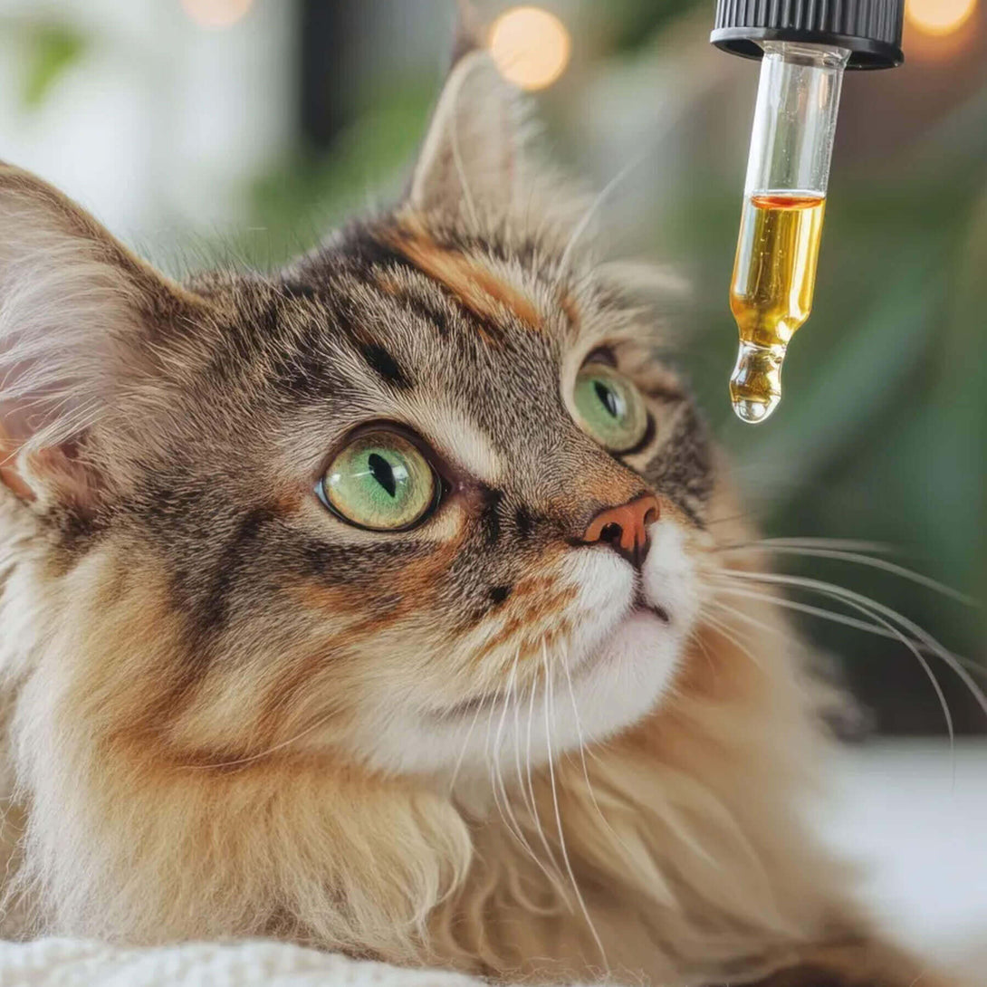 cbd oil for cats