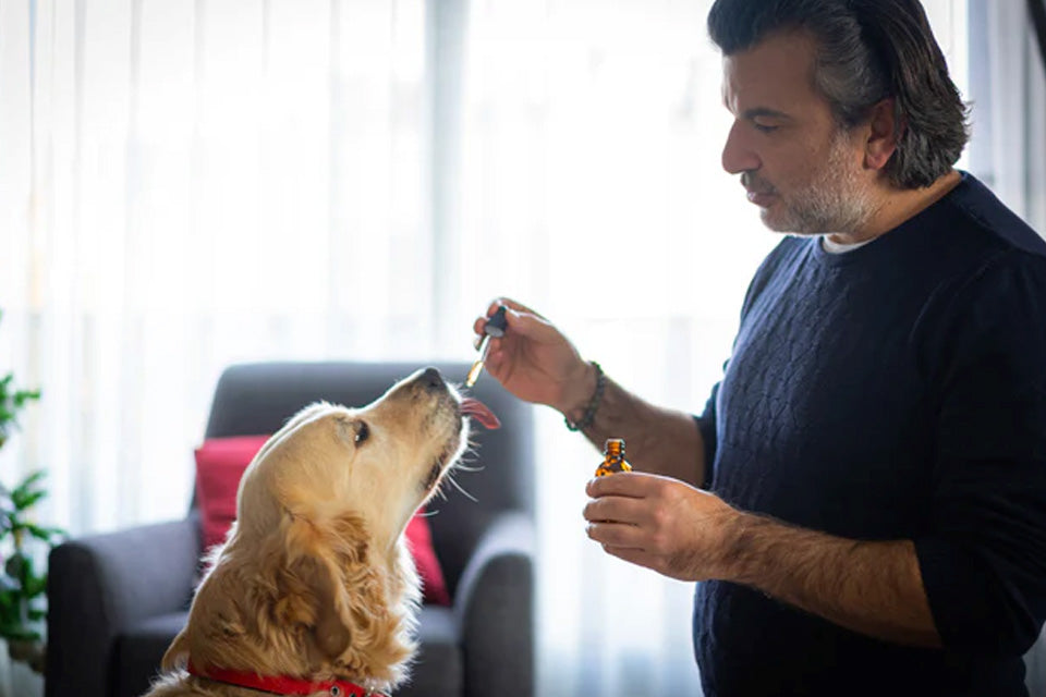 cbd oil for dogs